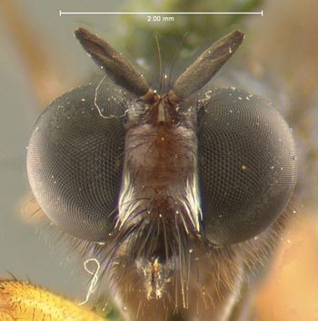 Media type: image;   Entomology 12836 Aspect: head frontal view
